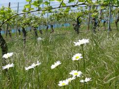 Austrieb Burgunder — frische Triebe im Weinberg