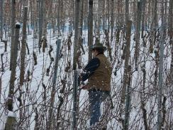 Der Rebschnitt — sorgfältige Handarbeit im Winter