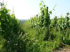 Zeilenbegrünung im Sommer — naturnaher Weinbau