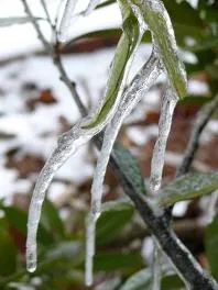 Winterimpression — Eiszapfen an Weinreben