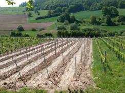 Junganlage Regent — junge Reben im Weinberg