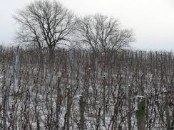 Weinberg im Winter — Ruhe vor dem Austrieb